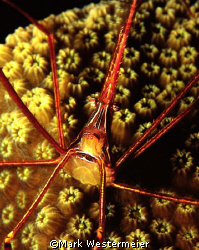 Arrow Crab - Image taken in Key Largo with a Nikon F4, Aq... by Mark Westermeier 